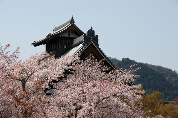 Naklejka premium 京都天龍寺の満開の桜の風景
