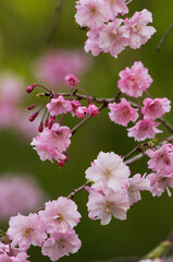 Obraz premium 濃い紅色の紅枝垂