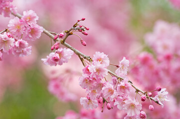 濃い紅色の紅枝垂