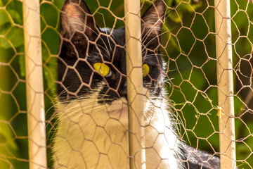 cute black and white cat with green eyes 
