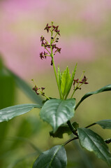 青々とした葉と赤い果実が特徴のアオキ