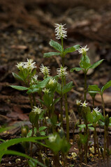 小さな白い花の咲くヒトリシズカ