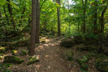 Beautiful green mountain forest on a sunny day in Eppan in the Italian South Tyrol
