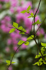 春のつつじの葉