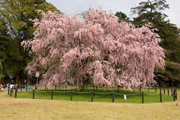 薄紅色の満開の花が咲く枝垂桜