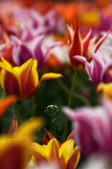 色とりどりのチューリップの花