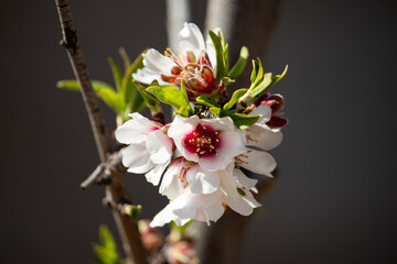 Prunus dulcis, almond blossom close up