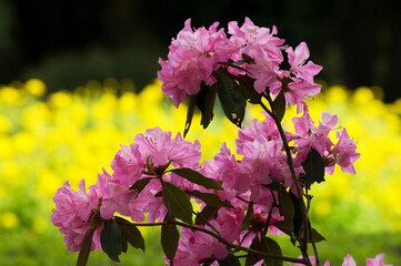 綺麗なピンクの花が咲くツツジ