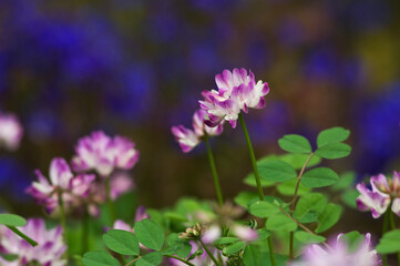 可愛いピンクと白い花の咲くレンゲソウ