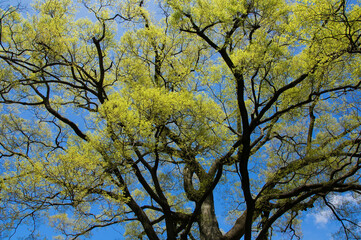 春の新緑の木
