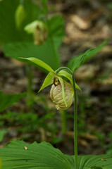 クマガイソウの花と葉