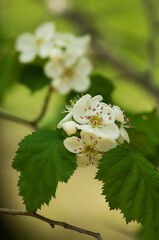 白い小さな花の咲くサンザシの木