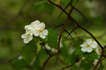 白い小さな花の咲くサンザシの木