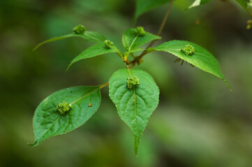葉の上に花が咲き実をつける花筏