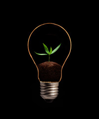 A light bulb with fresh green leaves inside, isolated on black background.