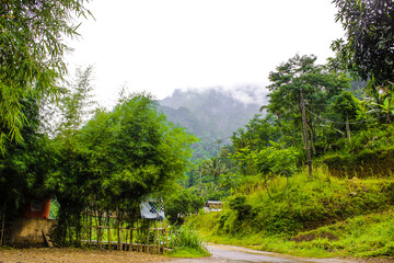 forest and cloudy sky