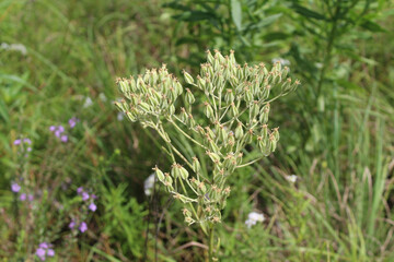 Pale Indian plantain at Miami Woods in Morton Grove, Illinois on a sunny day