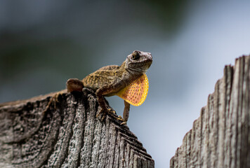 lizard on a tree