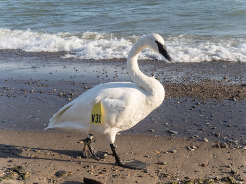 A White Trumpeter Swan (Cygnus Buccinator) With Environmental Tracking Tag On A Beach