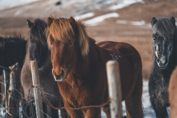 Icelandinc Ponies