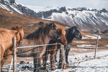 Icelandinc Ponies