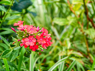 Fototapeta premium 花