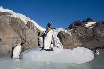 King Penguins, South Georgia Island, Antarctica