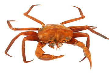 raw Atlantic red crab isolated on white background