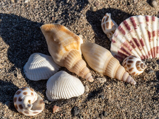 top down view of a group of small seashells on a sandy beach