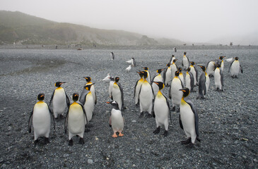 King Penguins Surround Gentoo, South Georgia Island, Antarctica