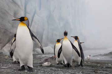Obraz premium King and Gentoo Penguins, South Georgia Island, Antarctica
