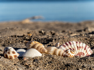 a group of seashells on a sand beach with the water on the horizon