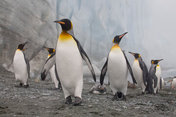 King and Gentoo Penguins, South Georgia Island, Antarctica