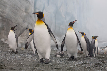 Obraz premium King and Gentoo Penguins, South Georgia Island, Antarctica