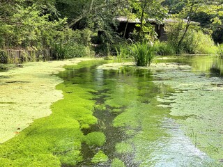 Fototapeta na wymiar コウキクサの茂る池
