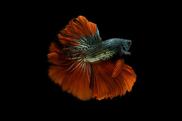 Gloden and red tail betta fish,Siamese fighting fish,siamese fighting fish betta splendens (Halfmoon betta,Betta splendens Pla-kad (biting fish) isolated on black background.;