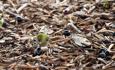 Tiny  little  Silvereye or Wax-eye (Zosterops lateralis) a  small omnivorous passerine bird of Australia  is eating juicy ripe black olives fallen from the tree on a sunny early winter morning.