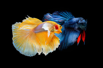 Beautiful movement of  yellow and blue Betta, Siamese fighting fish, Two betta fish are fighting, Betta splendens, Half moon Betta fish isolated on black background.