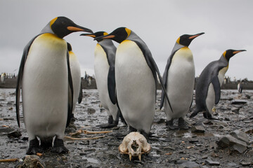 King Penguins Surround Fur Seal Skull, South Georgia Island, Antarctica