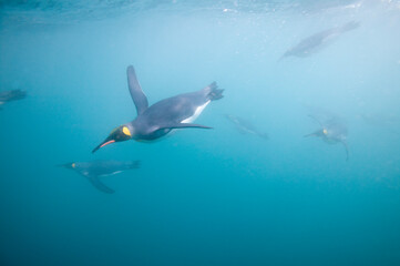 Fototapeta premium King Penguins Swimming Underwater, South Georgia Island, Antarctica