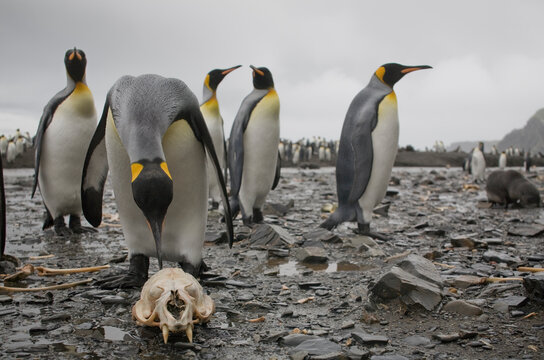 King Penguin Pecks Fur Seal Skull, South Georgia Island, Antarctica