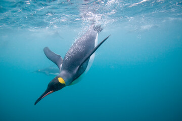 Königspinguine schwimmen unter Wasser, South Georgia Island, Antarktis