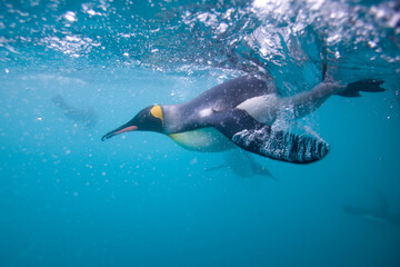 King Penguins Underwater, South Georgia Island, Antarctica © Paul