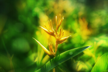 Obraz premium Yellow Strelitzia reginae flower, bokeh background 