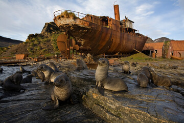 Fur Seal Pups at Abandoned Whaling Station, South Georgia Island, Antarctica