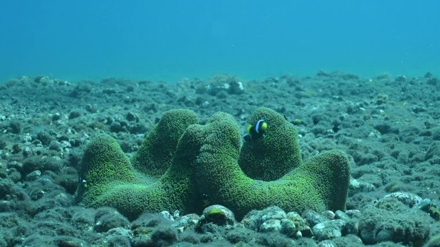 Clown fish - Saddleback Anemonefish - Amphiprion polymnus in anemone. Underwater world of Tulamben, Bali, Indonesia. 4k underwater video.