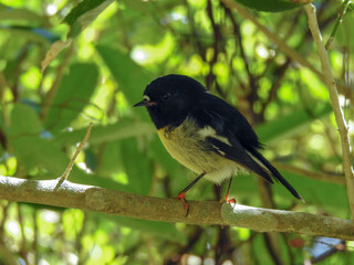 Obraz premium Tiny New Zealand tomtit