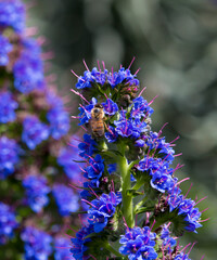 Stunning blue and pink spikes of echium fastuosum or Pride of Madeira open in early spring attracting bees to the home garden with a brilliant purple blue display of dainty rosette petals. 