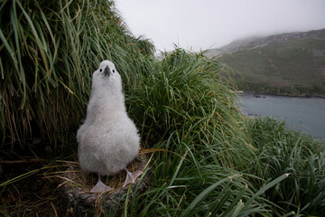 Gray-headed Albatross, South Georgia Island, Antarctica © Paul