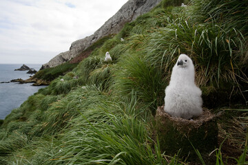 Gray-headed Albatross Chick, South Georgia Island, Antarctica © Paul